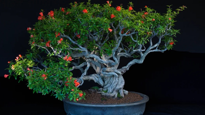 Comment tailler correctement les grenades dans le jardin et à la maison