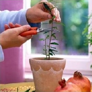 Comment tailler correctement les grenades dans le jardin et à la maison