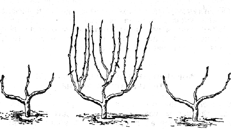 Comment tailler correctement les grenades dans le jardin et à la maison