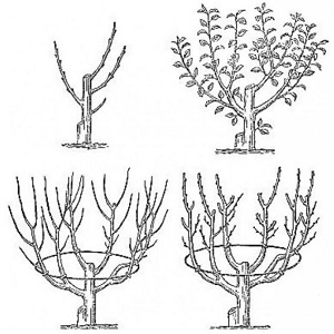 Comment tailler correctement les grenades dans le jardin et à la maison
