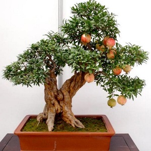 Comment tailler correctement les grenades dans le jardin et à la maison