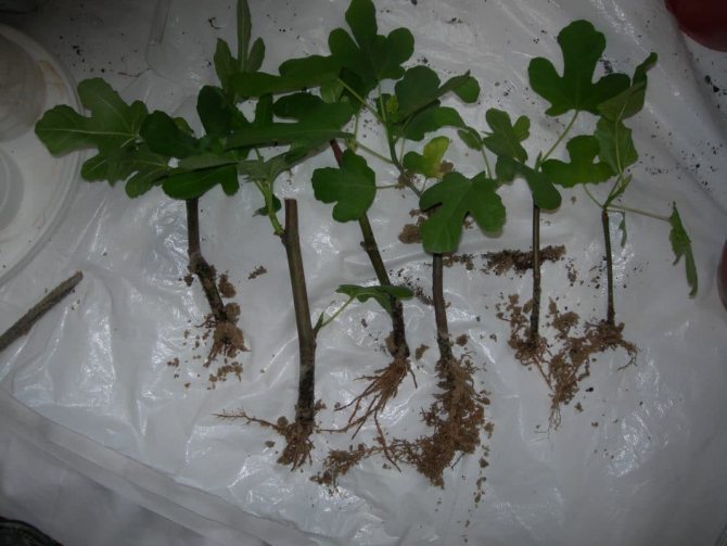 Des moyens simples de propager des figues par boutures à la maison