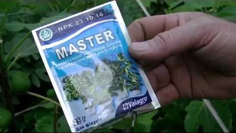 Des moyens simples de propager des figues par boutures à la maison