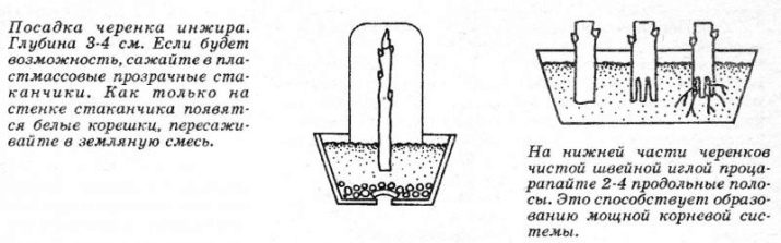 Des moyens simples de propager des figues par boutures à la maison