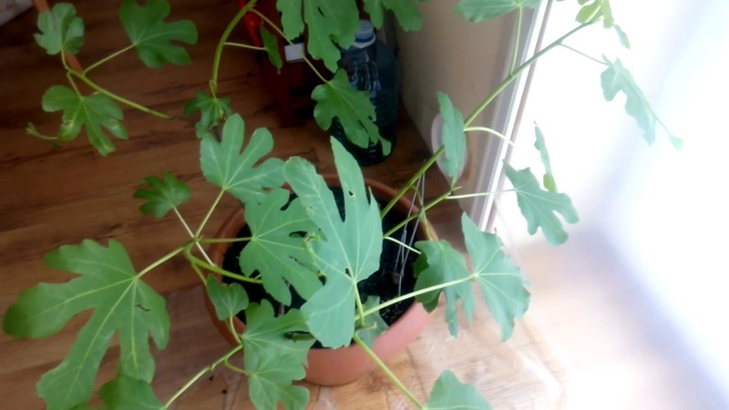 Des moyens simples de propager des figues par boutures à la maison