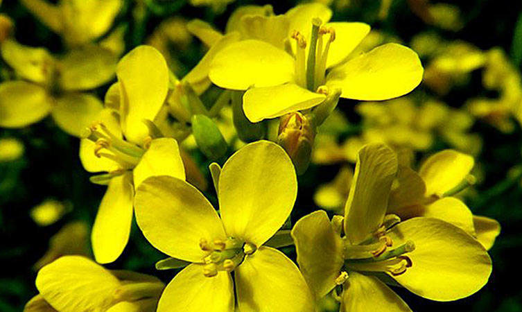 Cultiver et entretenir les navets en plein champ