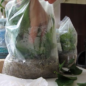 Instructions pour les fleuristes débutants: comment enraciner une rose d'un bouquet à la maison