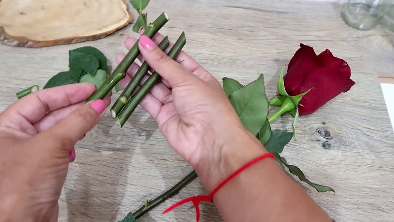 Instructions pour les fleuristes débutants: comment enraciner une rose d'un bouquet à la maison