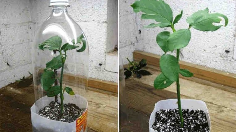 Instructions pour les fleuristes débutants: comment enraciner une rose d'un bouquet à la maison