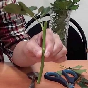 Instructions pour les fleuristes débutants: comment enraciner une rose d'un bouquet à la maison