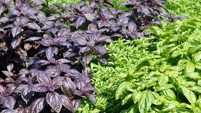 Comment faire pousser du basilic en extérieur dans la région de Moscou