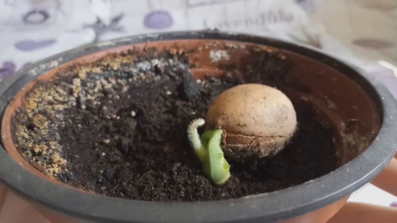 Comment faire pousser de la macadamia aux noix à la maison