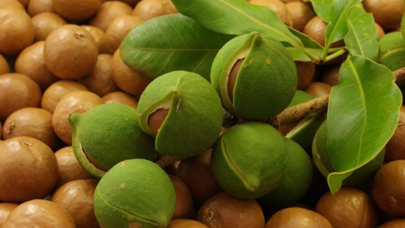 Comment faire pousser de la macadamia aux noix à la maison