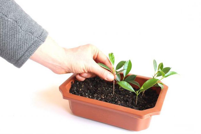 Instructions étape par étape: comment faire pousser une cerise en feutre à partir d'une pierre à la maison