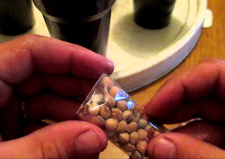 Instructions étape par étape: comment faire pousser une cerise en feutre à partir d'une pierre à la maison