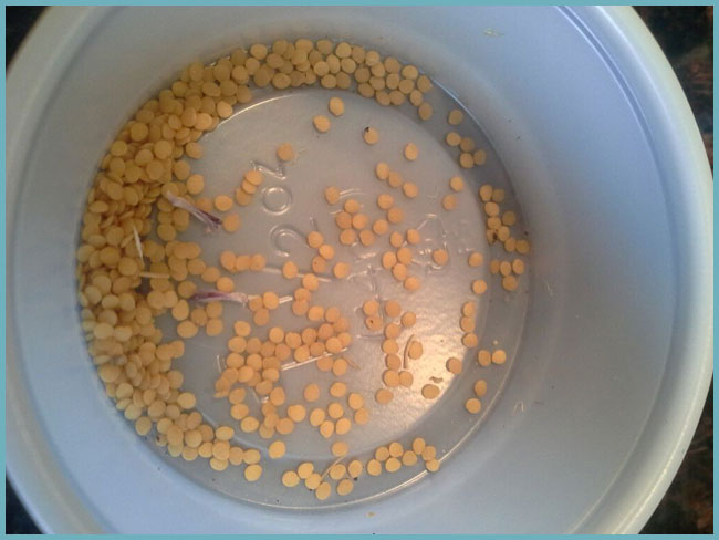 Instructions étape par étape: comment faire pousser une cerise en feutre à partir d'une pierre à la maison