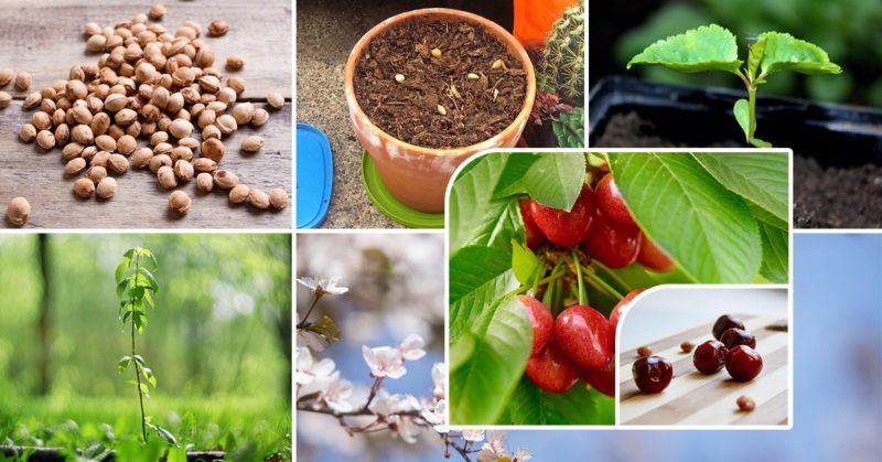 Instructions étape par étape: comment faire pousser une cerise en feutre à partir d'une pierre à la maison