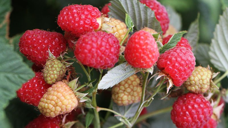 Quelles sont les variétés de framboises les plus productives