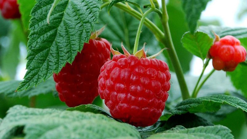 Quelles sont les variétés de framboises les plus productives