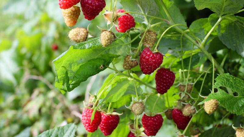 Quelles sont les variétés de framboises les plus productives