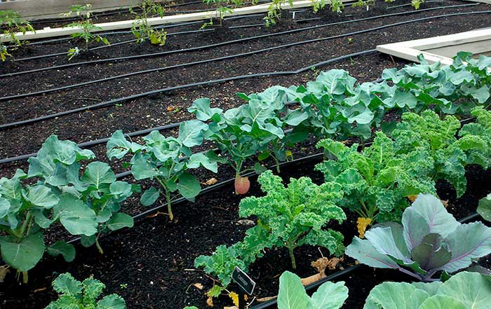 Planter et entretenir le brocoli en extérieur