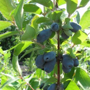 Les meilleures variétés de chèvrefeuille pour la région de Leningrad et recommandations pour choisir la bonne