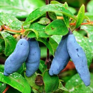 Les variétés de chèvrefeuille les plus sucrées et les plus grandes de Sibérie