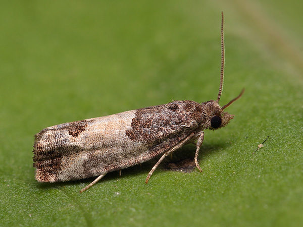Comment protéger les buissons et comment traiter les roses au printemps contre les maladies et les ravageurs