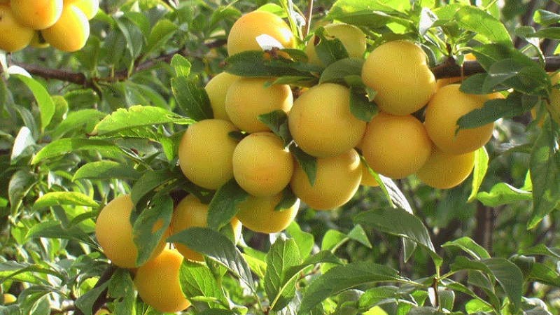 Les meilleures variétés de prune cerise pour la région de Moscou