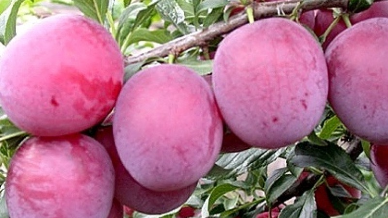 Les meilleures variétés de prune cerise pour la région de Moscou