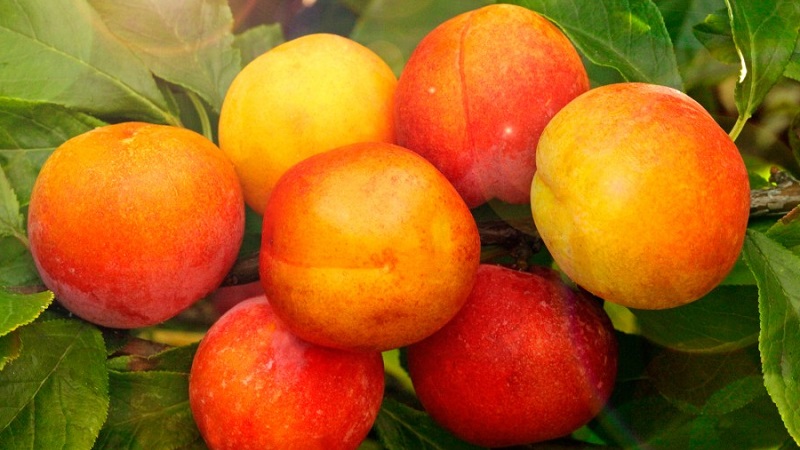 Les meilleures variétés de prune cerise pour la région de Moscou