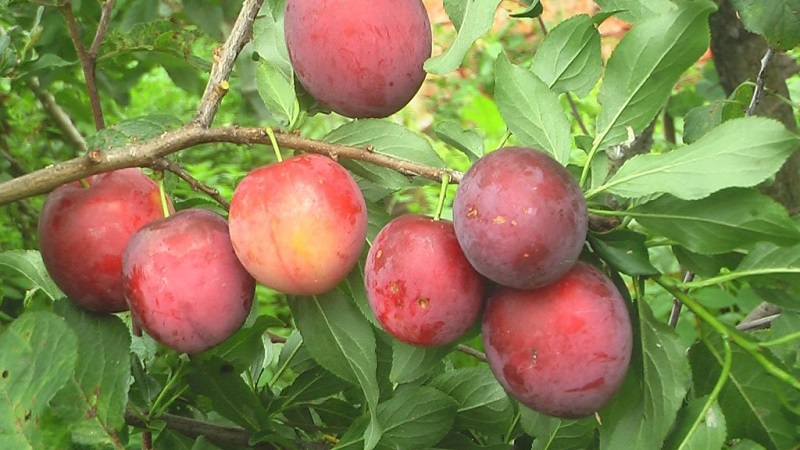 Les meilleures variétés de prune cerise pour la région de Moscou