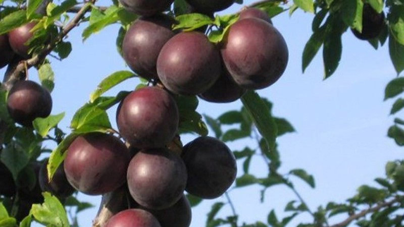 Les meilleures variétés de prune cerise pour la région de Moscou