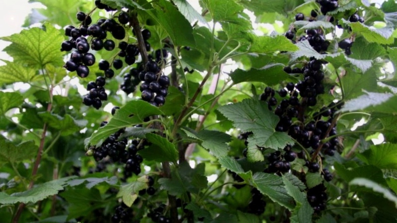 Les meilleures variétés de cassis pour la Russie centrale et la région de la Volga moyenne