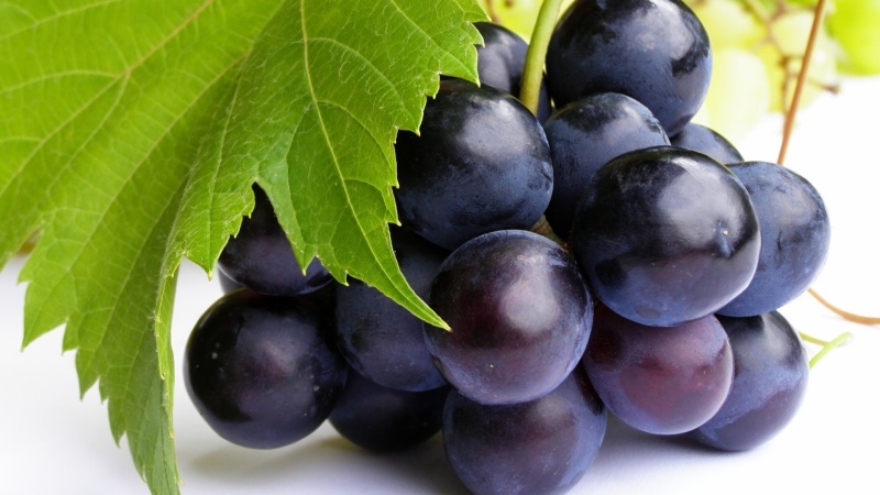 Variété de cépages foncés