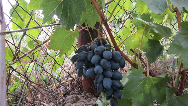 Variété de cépages foncés