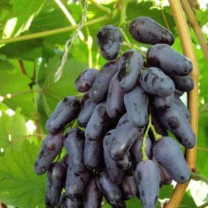 Variété de cépages foncés