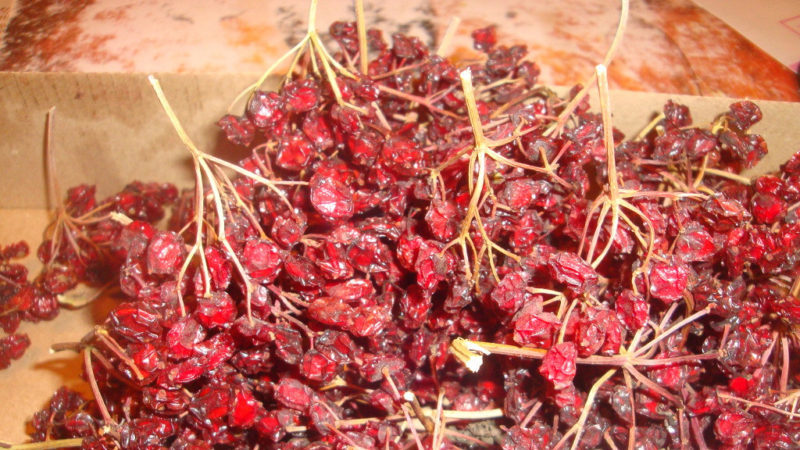 Est-il possible de sécher le viburnum et comment le faire à la maison