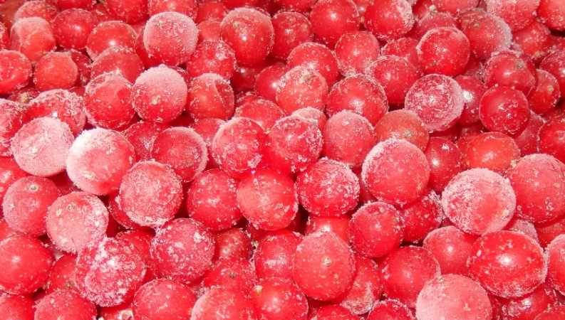 Est-il possible de sécher le viburnum et comment le faire à la maison