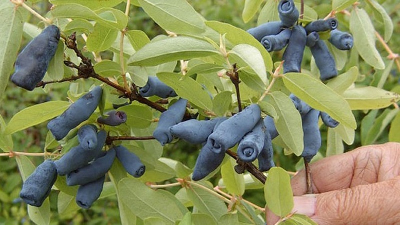 Variété aigre-douce sans prétention de chèvrefeuille Princess Diana