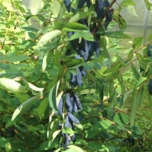 Variété aigre-douce sans prétention de chèvrefeuille Princess Diana