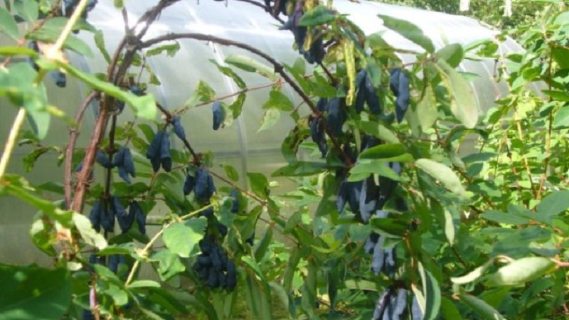 Variété aigre-douce sans prétention de chèvrefeuille Princess Diana