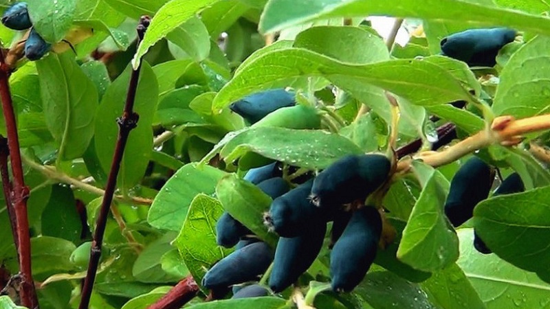 Variété aigre-douce sans prétention de chèvrefeuille Princess Diana