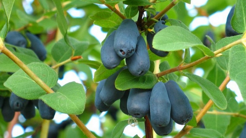 Variété aigre-douce sans prétention de chèvrefeuille Princess Diana