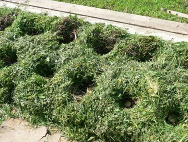 Nouvelles façons de planter des pommes de terre et caractéristiques d'entretien