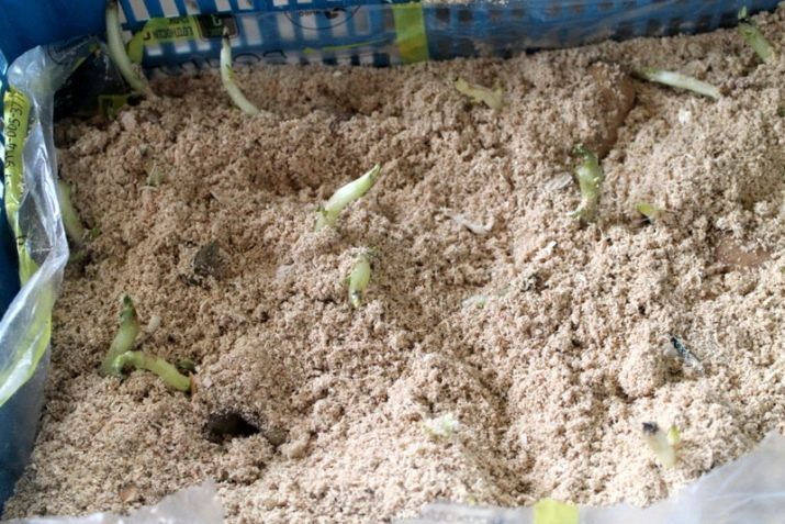 Nouvelles façons de planter des pommes de terre et caractéristiques d'entretien