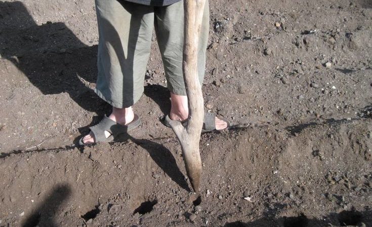 Nouvelles façons de planter des pommes de terre et caractéristiques d'entretien