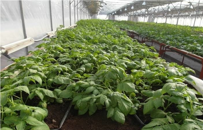 Nouvelles façons de planter des pommes de terre et caractéristiques d'entretien