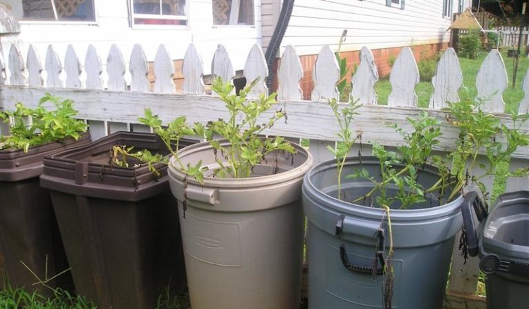 Nouvelles façons de planter des pommes de terre et caractéristiques d'entretien