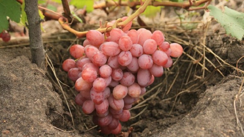 Examen des meilleurs cépages de table et recommandations de sélection